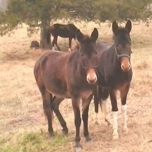 Meet your Posher, Jonas